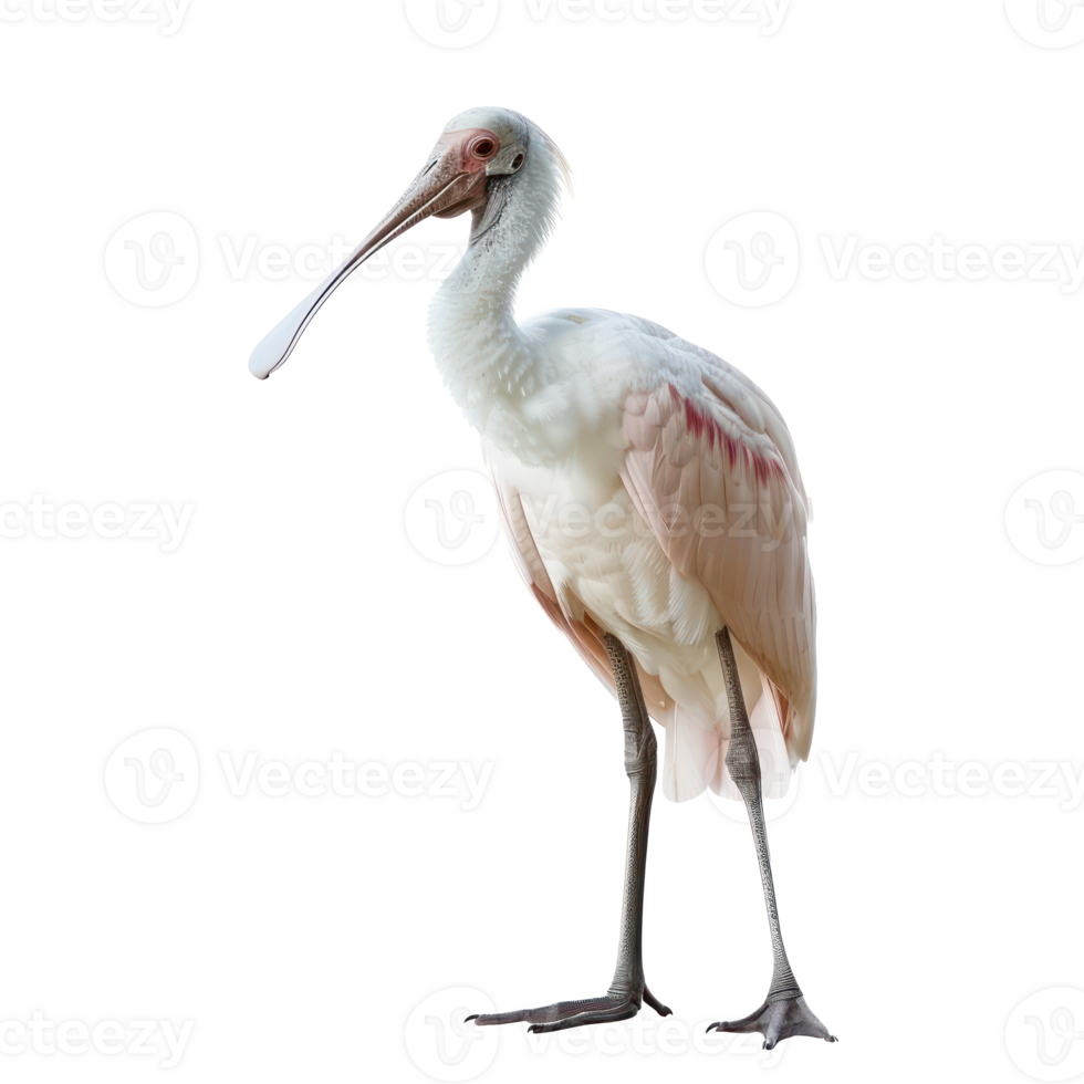 Spoonbill bird front view full body isolate on transparency background png