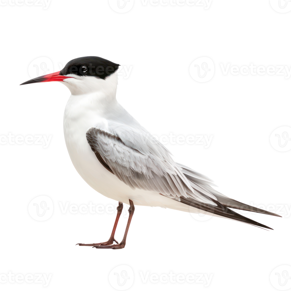 Arctic tern bird side view full body isolate on transparency background png