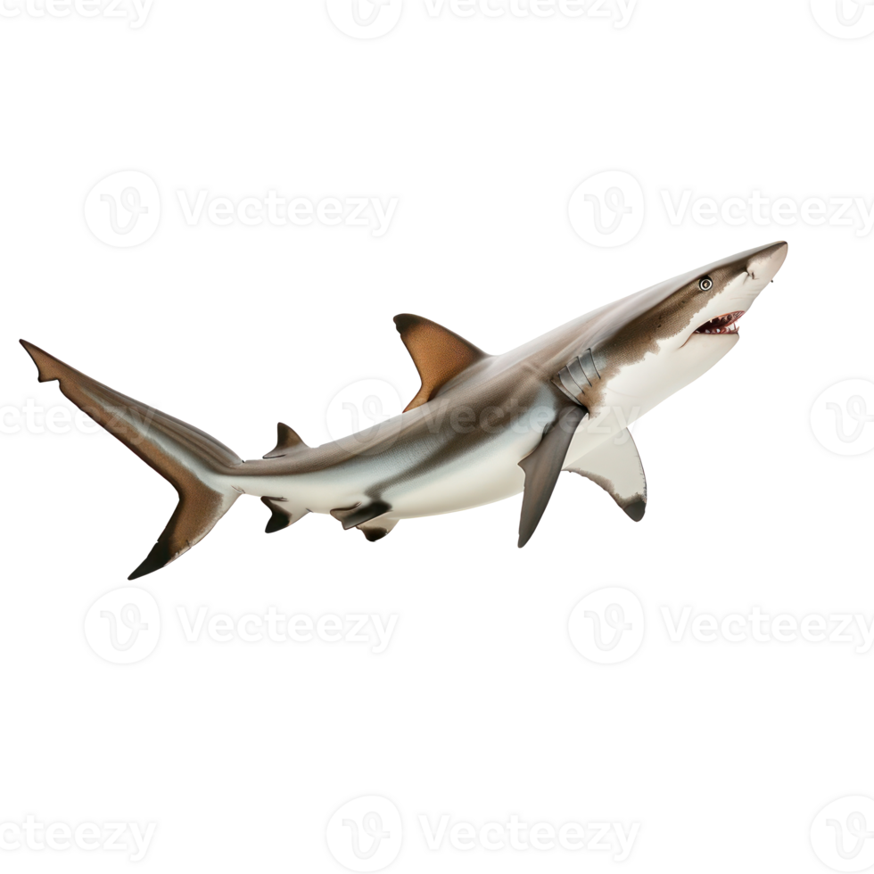 Shark side view full body isolate on transparency background png