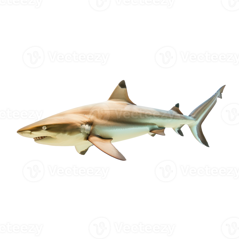 Shark side view full body isolate on transparency background png
