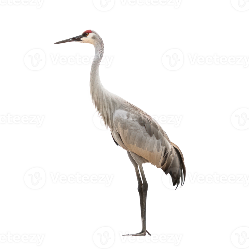 crane bird side view full body isolate on transparency background png
