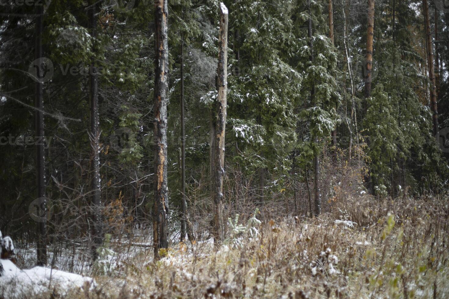 Winter forest. First snow in the forest. Details of nature in winter. photo