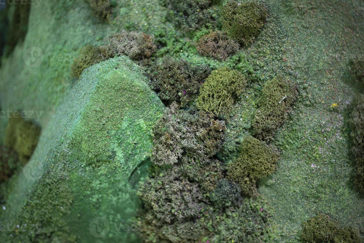 Moss on a rock. Moss layout. Various lichens. photo
