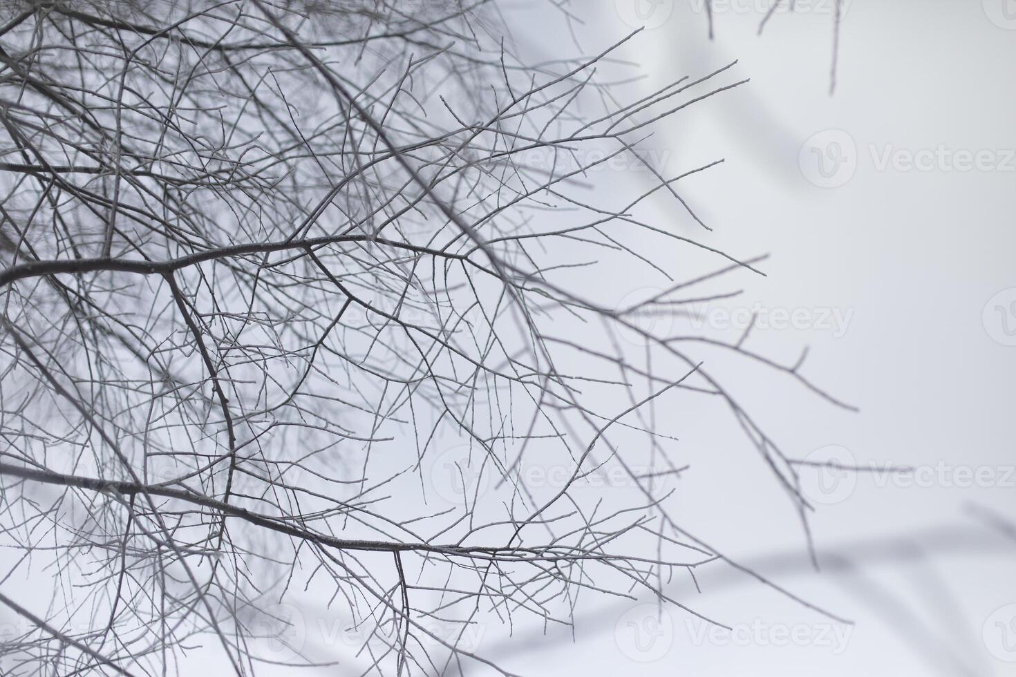 Tree branches in winter. Snow on branches. Details of winter nature. photo