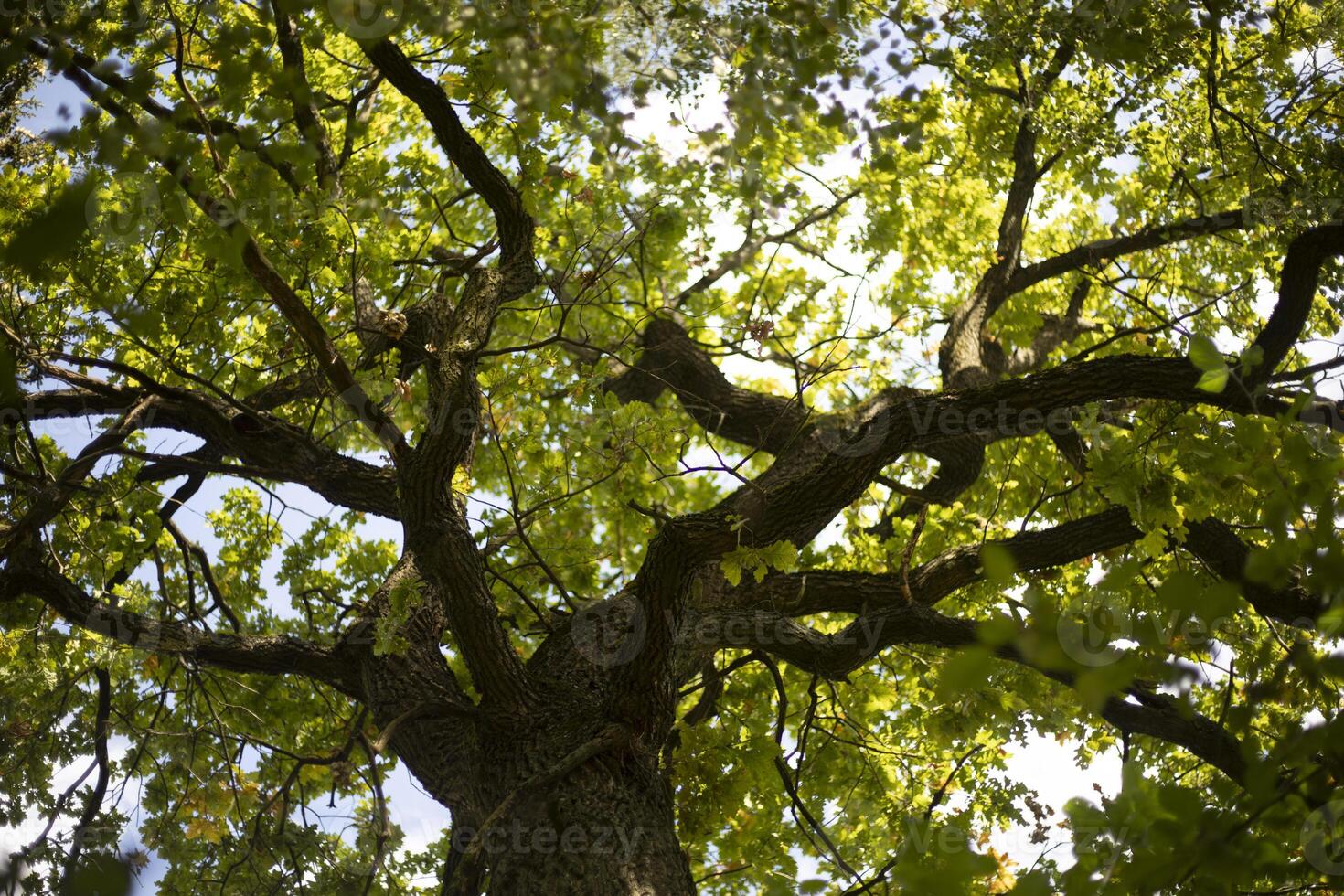 Oak branches. Mighty oak tree with green leaves. Tree in summer. photo