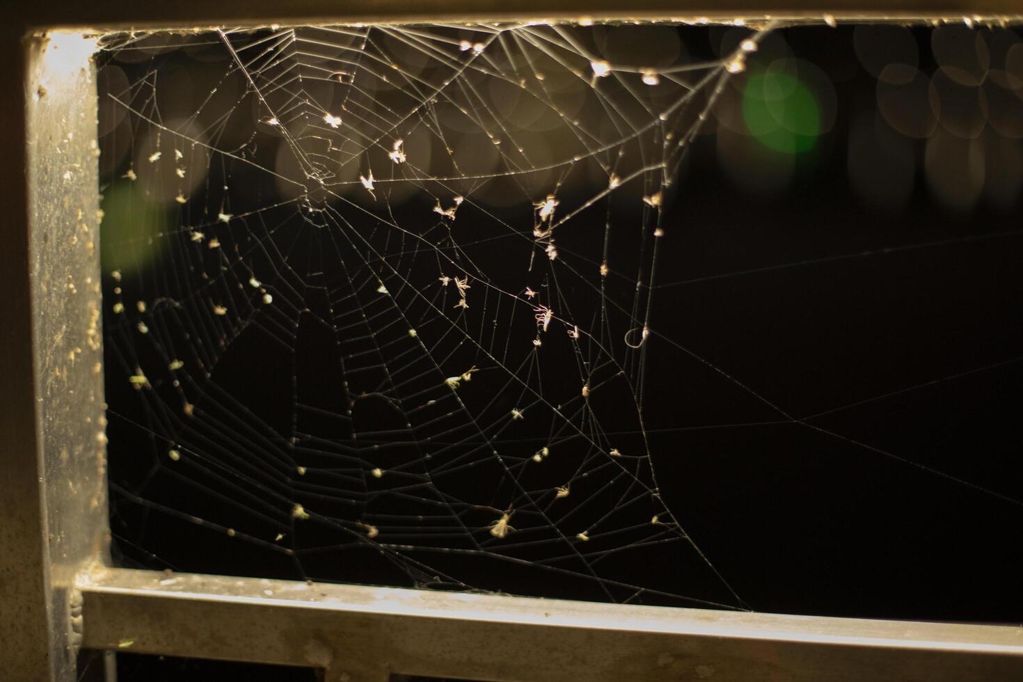 Spider web in evening. Spider and spider web in building. Net for catching insects. photo