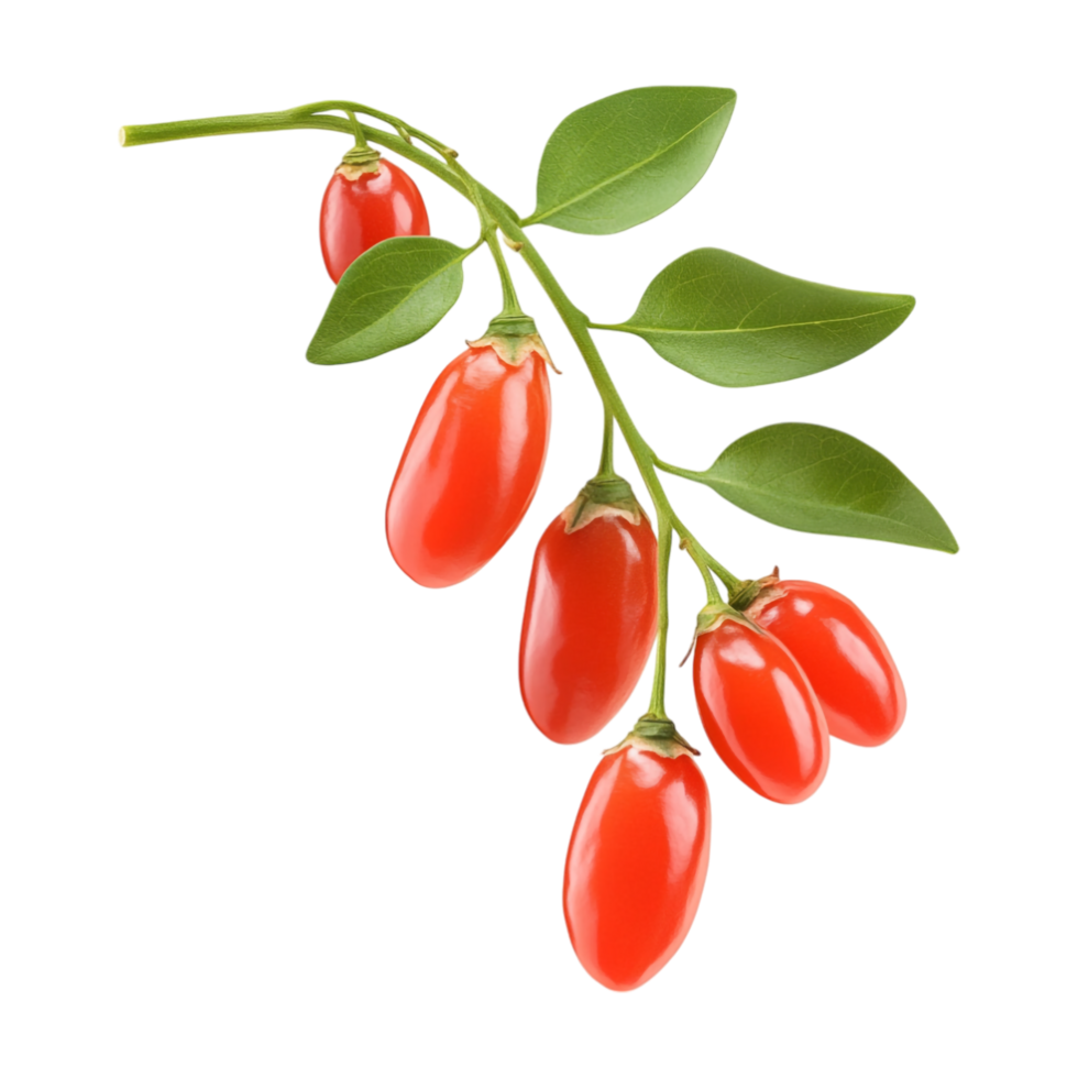 Goji berries on a branch png