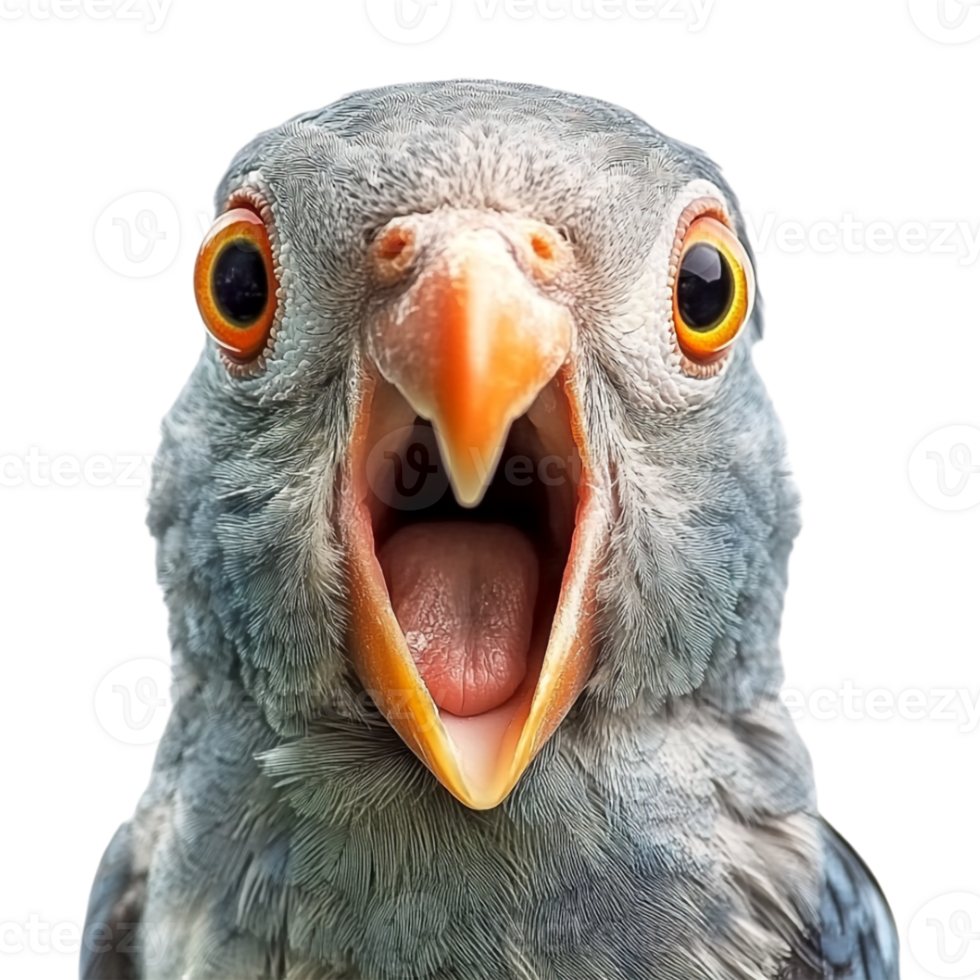 A close up of a bird with its mouth open png