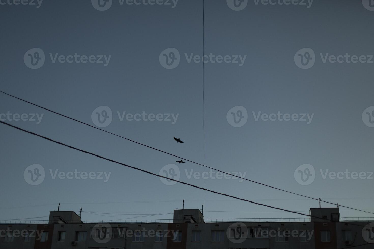Crows fly over the house. Birds in the sky. The wires go to the building. photo