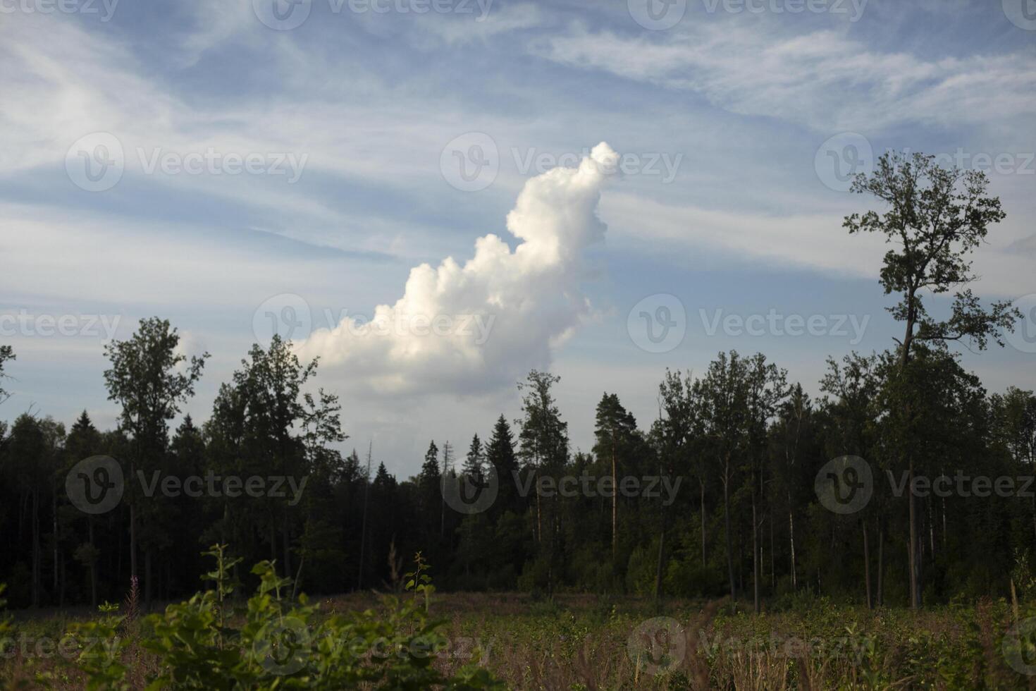Cloud over forest. Summer landscape. Beautiful nature. photo