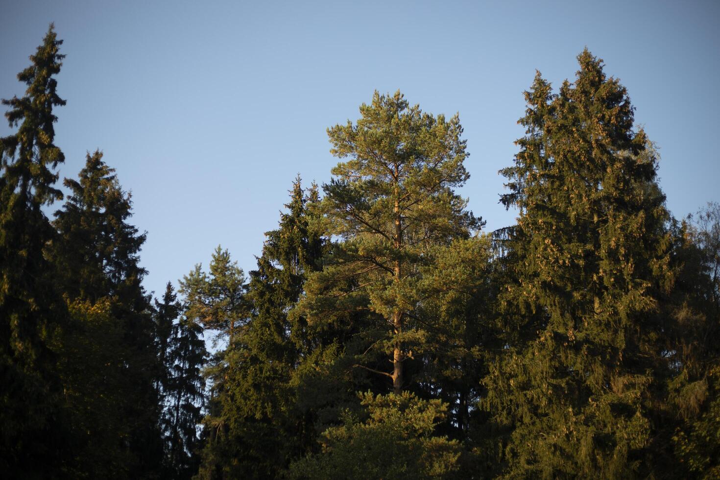 Forest in sunlight. Trees against the sky. Spruce forest. photo