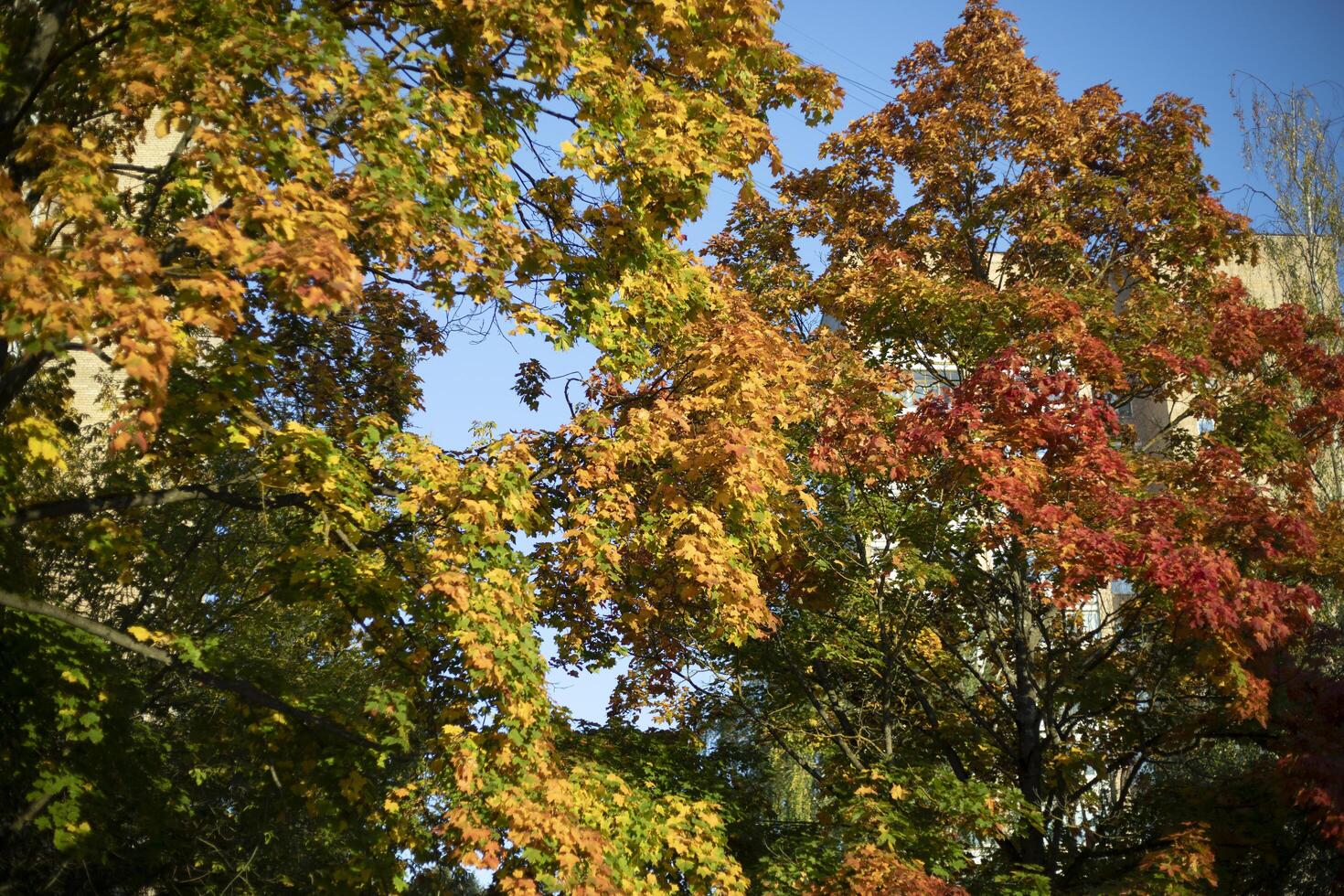 Autumn trees in sunlight. Autumn colors in nature. photo