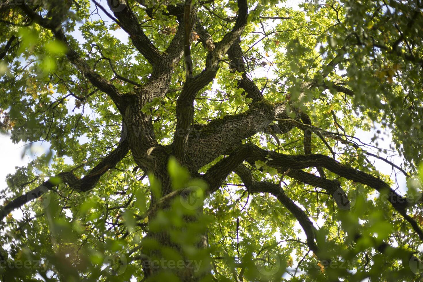 Oak branches. Mighty oak tree with green leaves. Tree in summer. photo