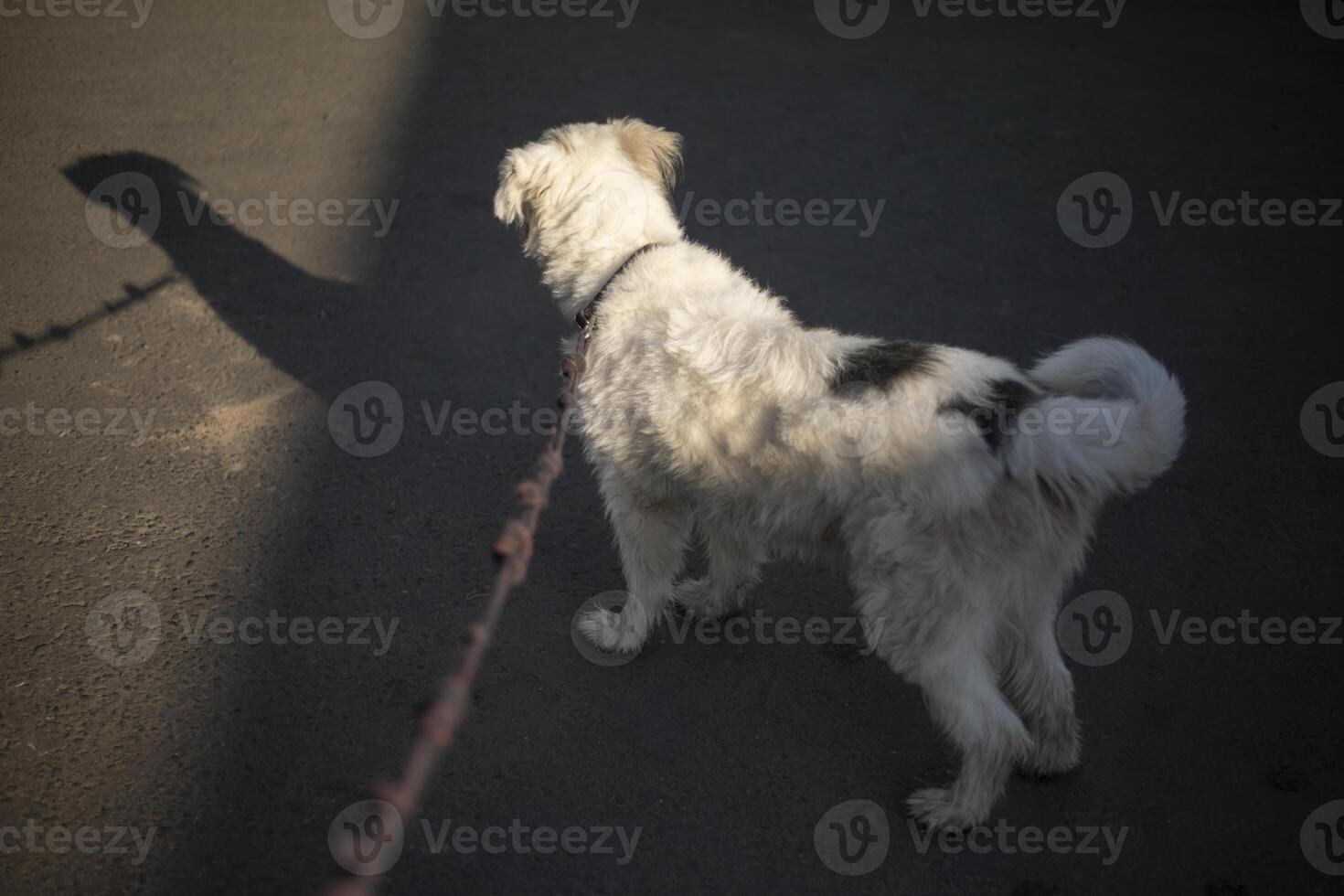 A dog on a leash. Walking with a pet. Details of a walk with an animal. photo