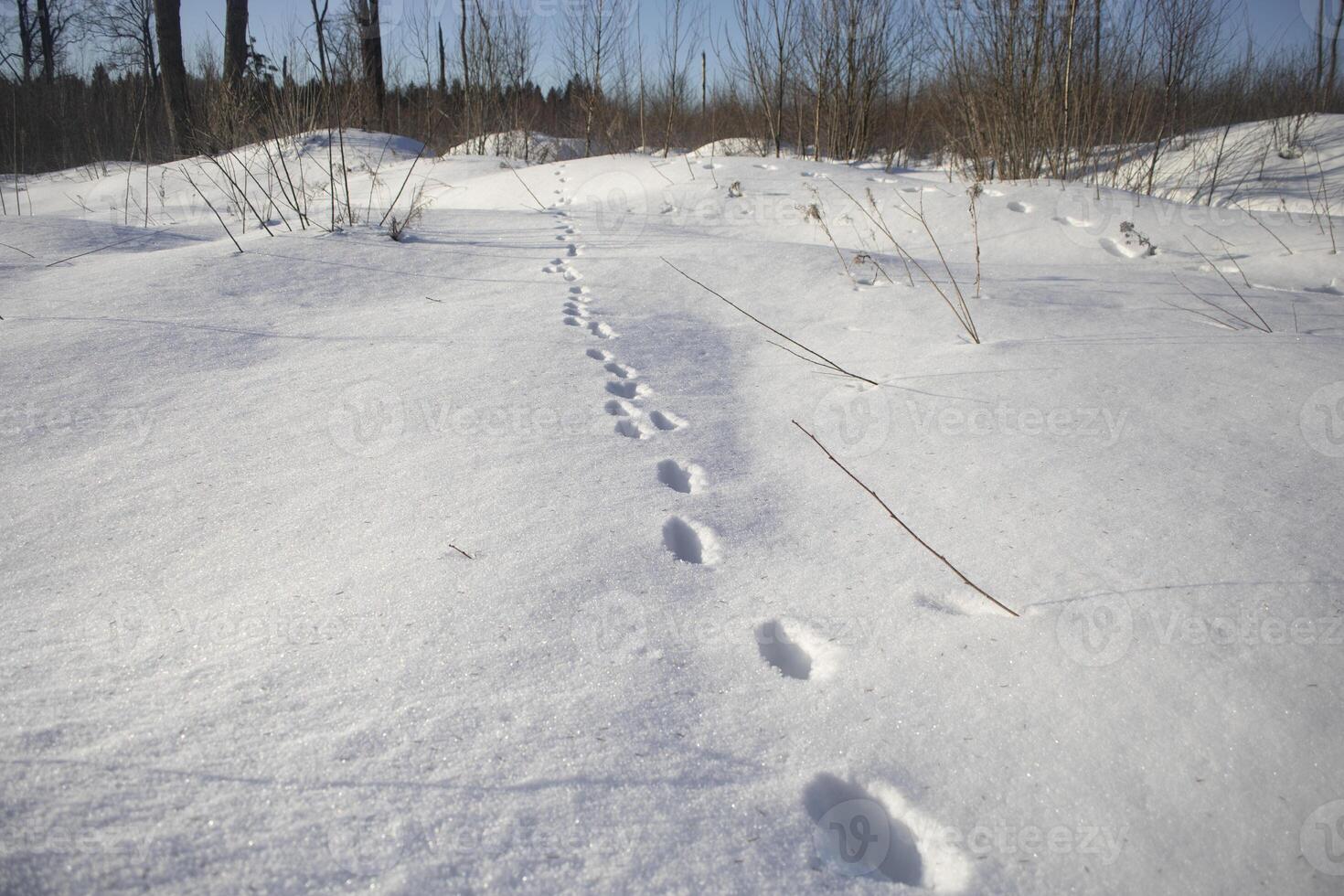 Footprints in the snow. Snowy field. Winter in the forest. photo