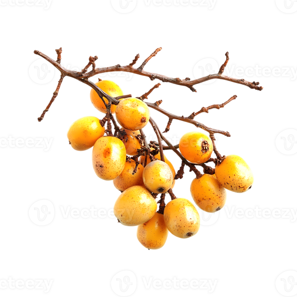 Illustration of marula fruit with berries and branches in watercolor on a transparent background png