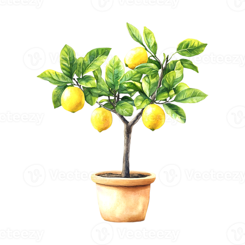 Watercolor lemon tree in a pot with on a transparent background png