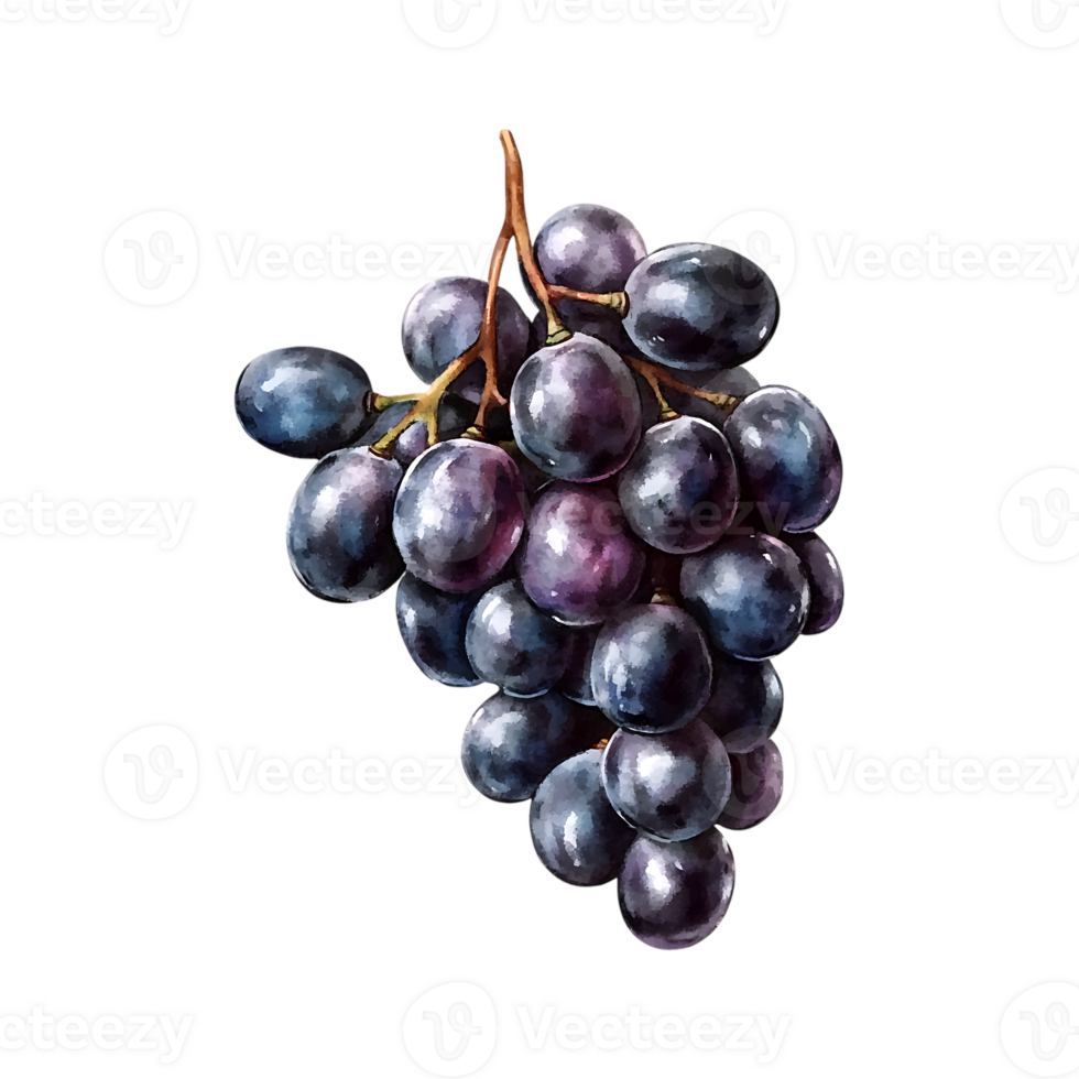 Watercolor illustration of grape bunch on a transparent background png