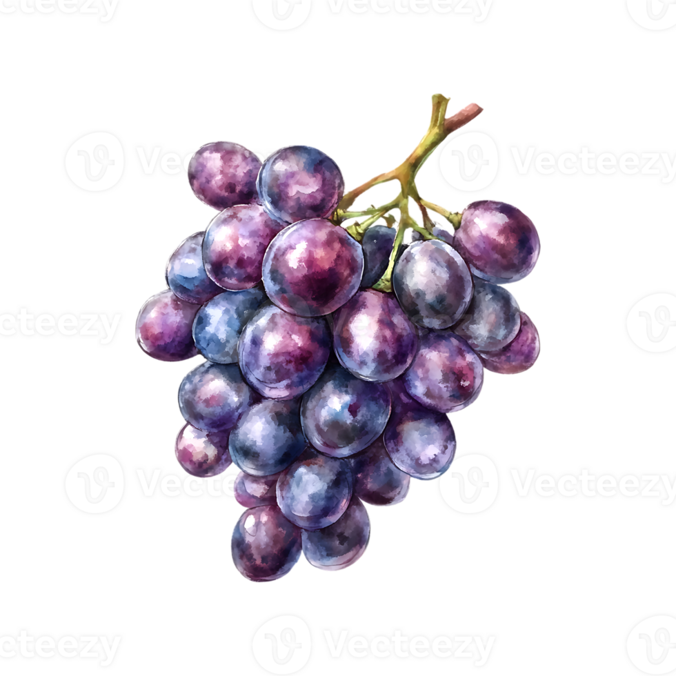 Isolated watercolor grapes bunch on a transparent background png