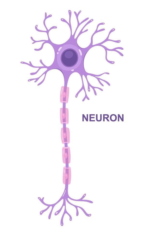 Infographic of neuron anatomy. Axon, myelin sheat, dendrites, cell body, nucleus. vector