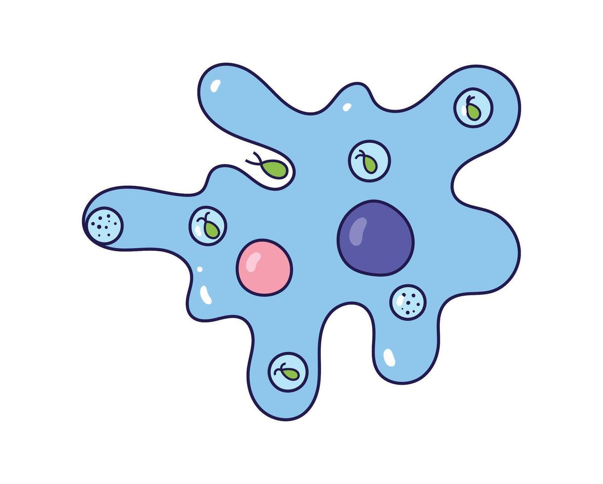 Illustration of amoeba anatomy. Educational structure. vector