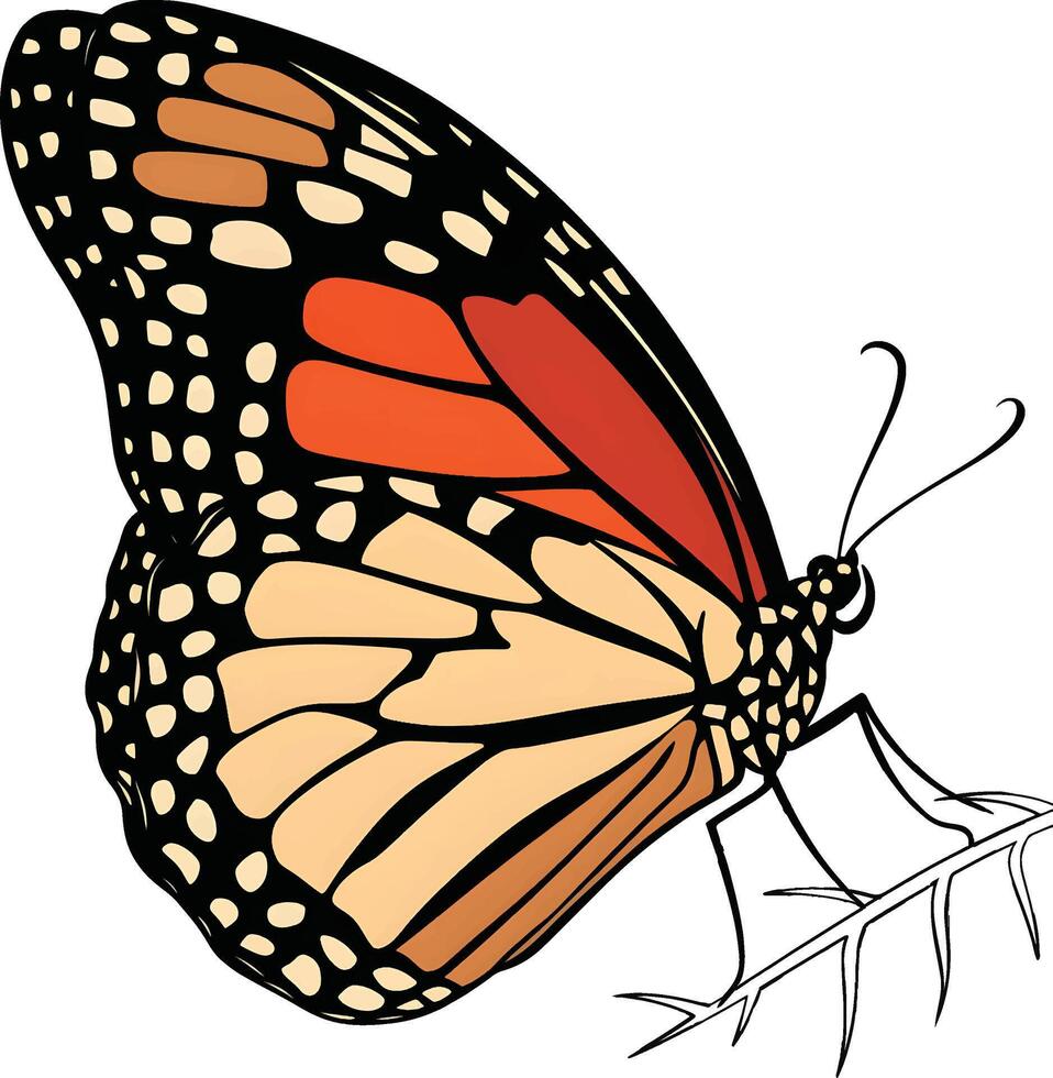 butterfly sitting on a leaf branch vector