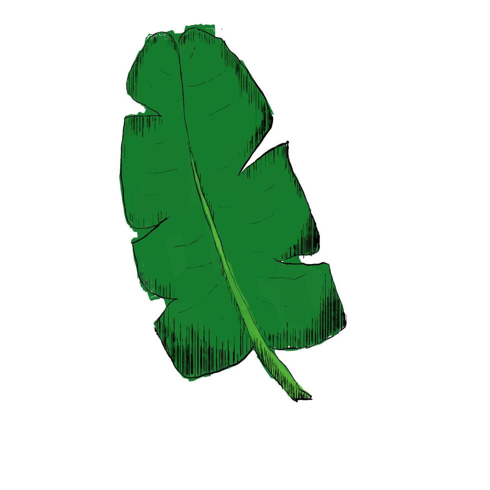 Hand drawn sketch style banana leaf. Best for wedding save date, envelope, valentine, for party, holiday decor. illustrations isolated on white. vector