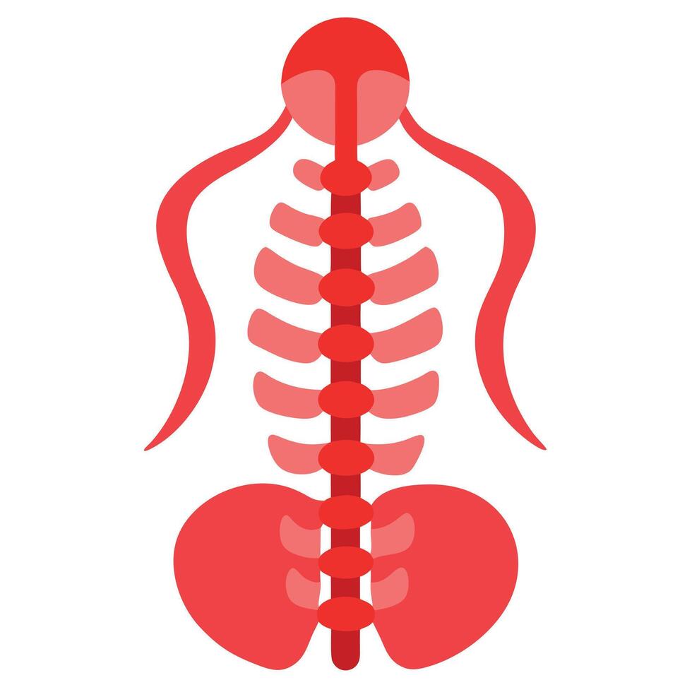 The spine is shown in red on a white background vector