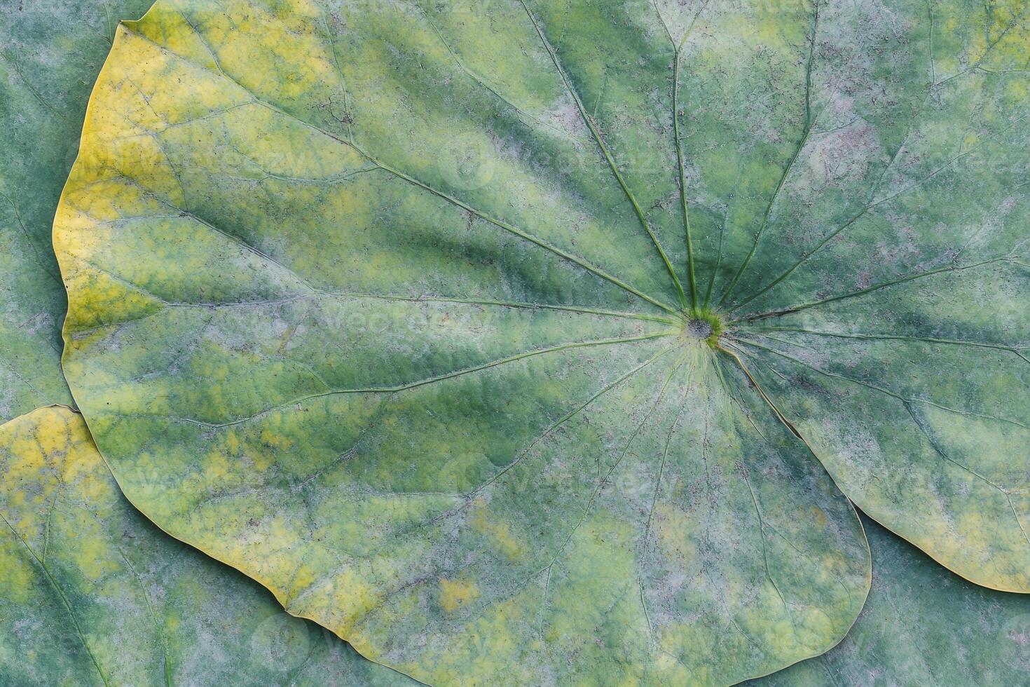 A close up of a green leaf with yellow spots photo