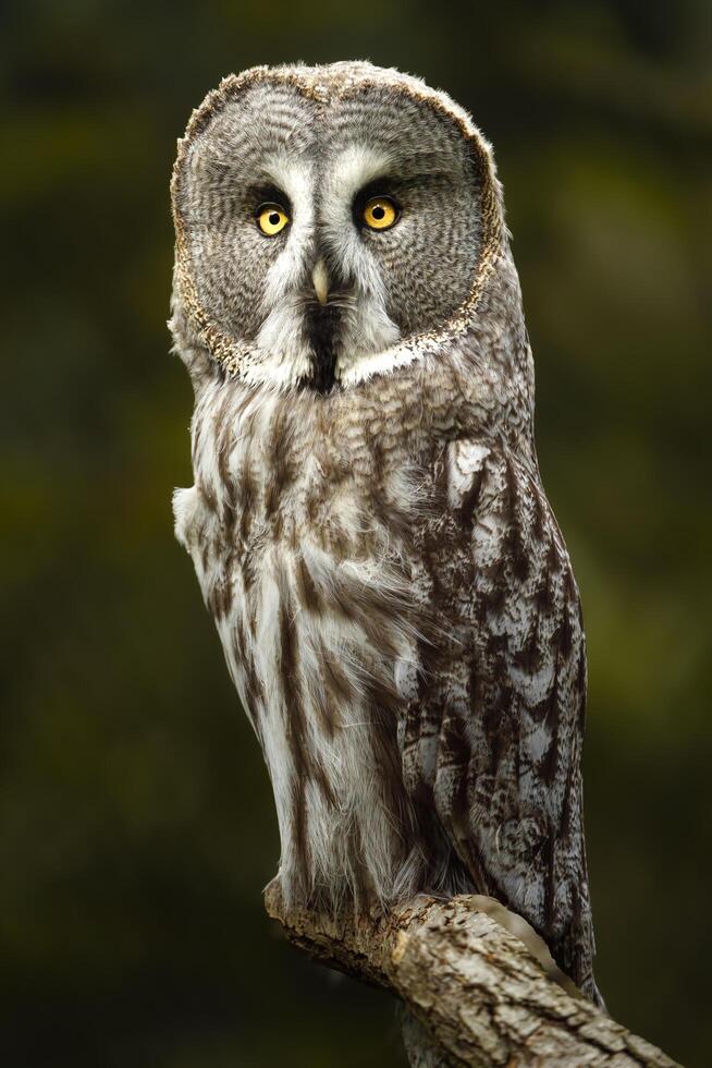 Great grey owl on branch photo