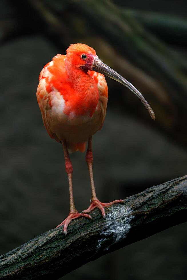 Scarlet Ibis on branch in zoo photo