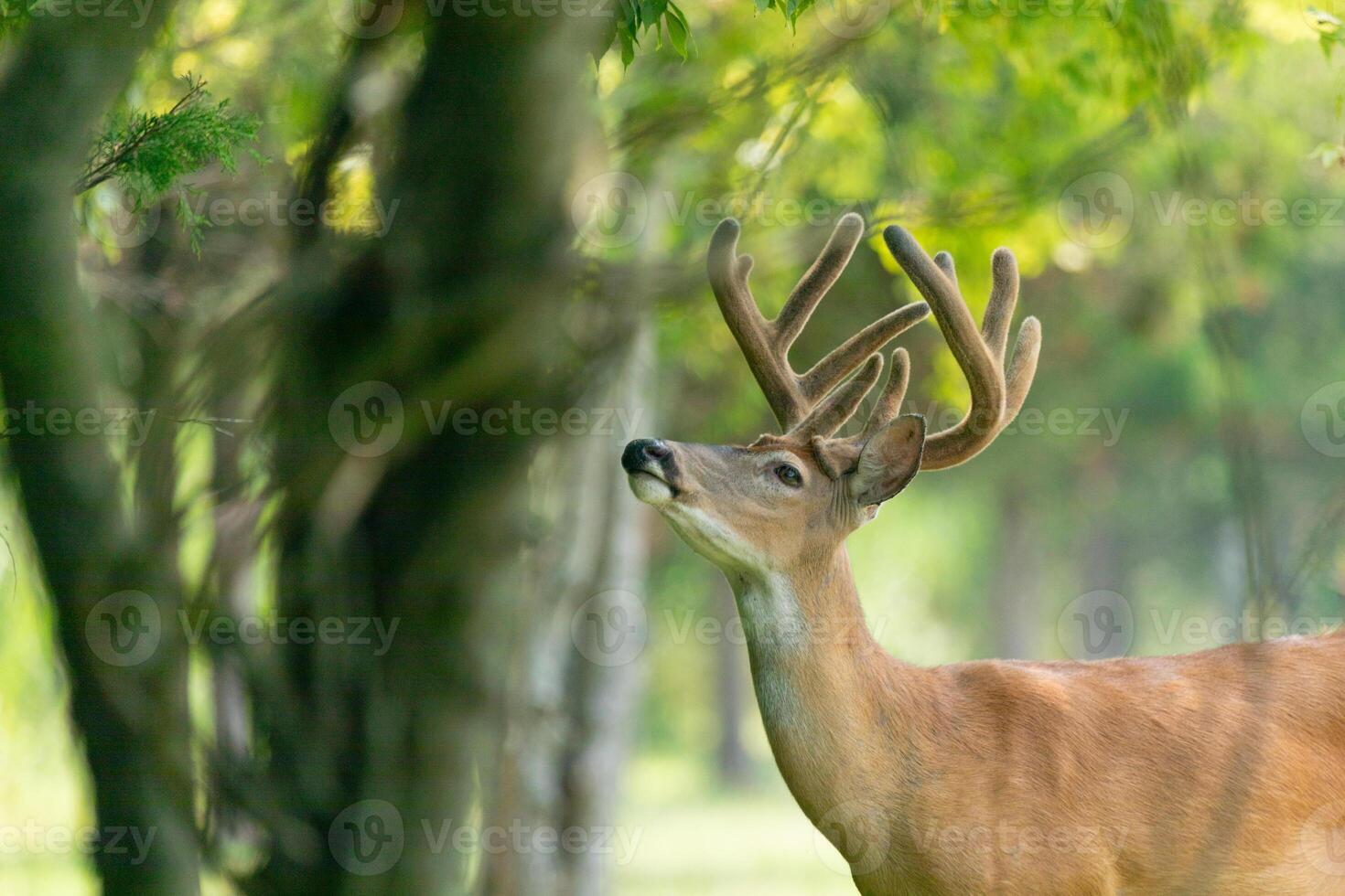 A ten-point white-tailed deer buck eats from a tree in Sandy Hook, New Jersey. photo