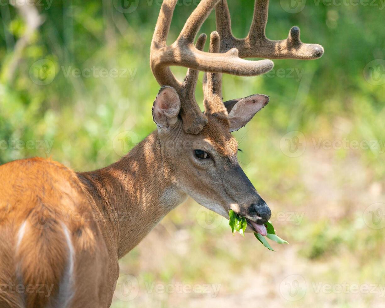 A ten-point white-tailed deer buck eats from a tree in Sandy Hook, New Jersey. photo