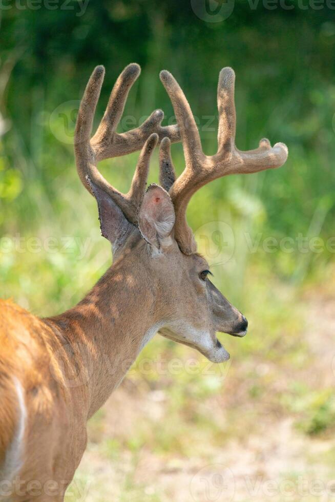 A ten-point white-tailed deer buck eats from a tree in Sandy Hook, New Jersey. photo