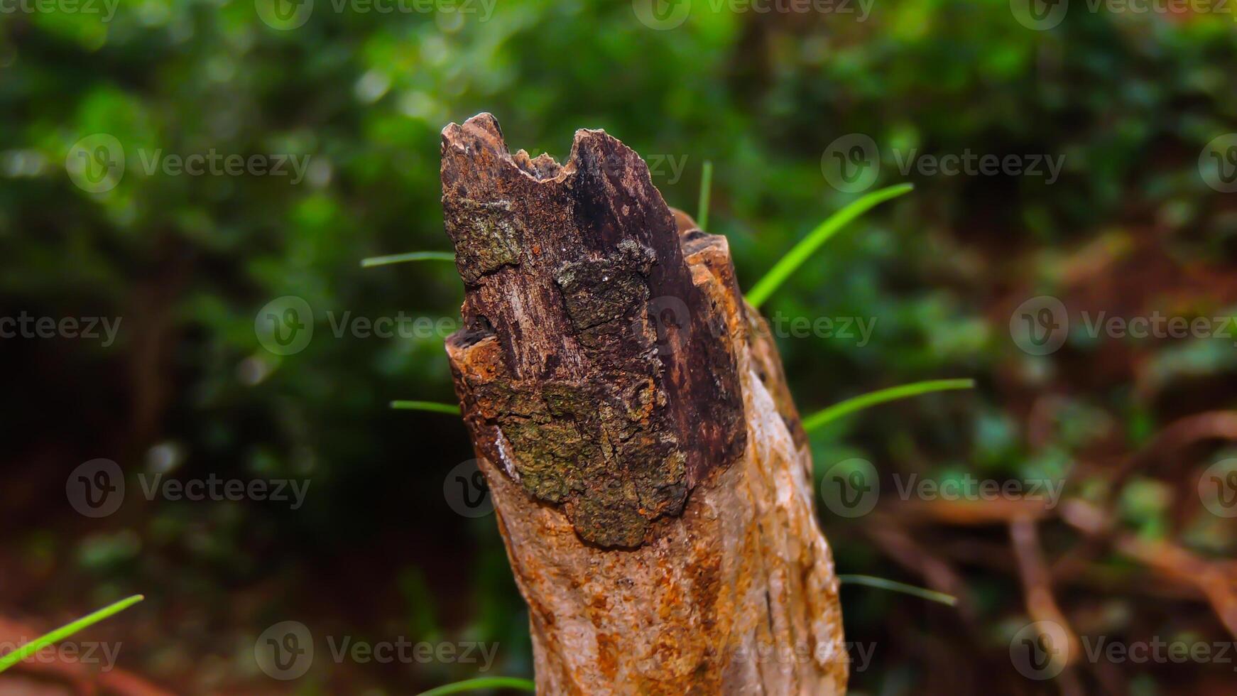 A close up of a tree stump with a green background photo