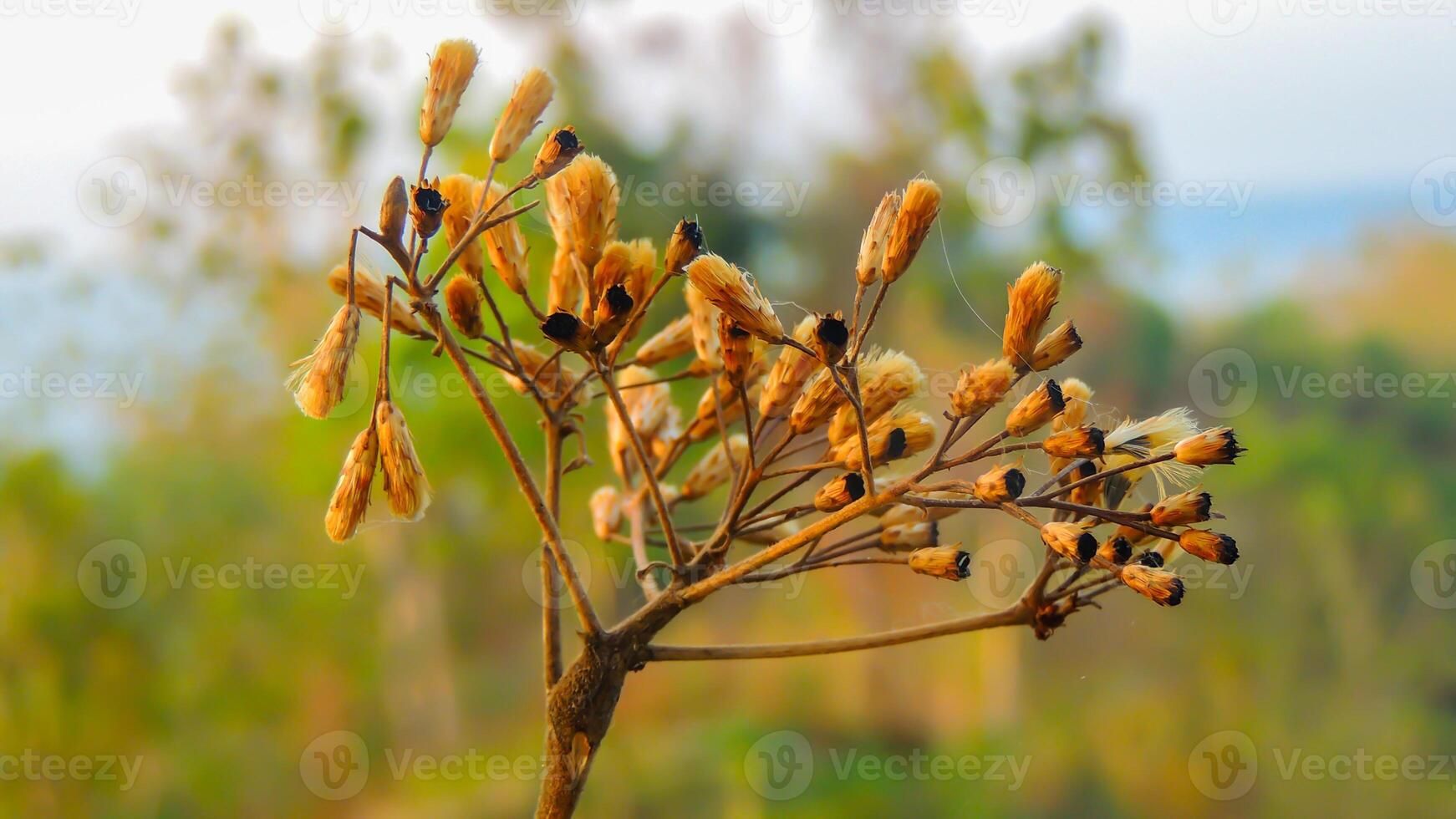 Buds and seeds of wild plants on a background of green grass. photo