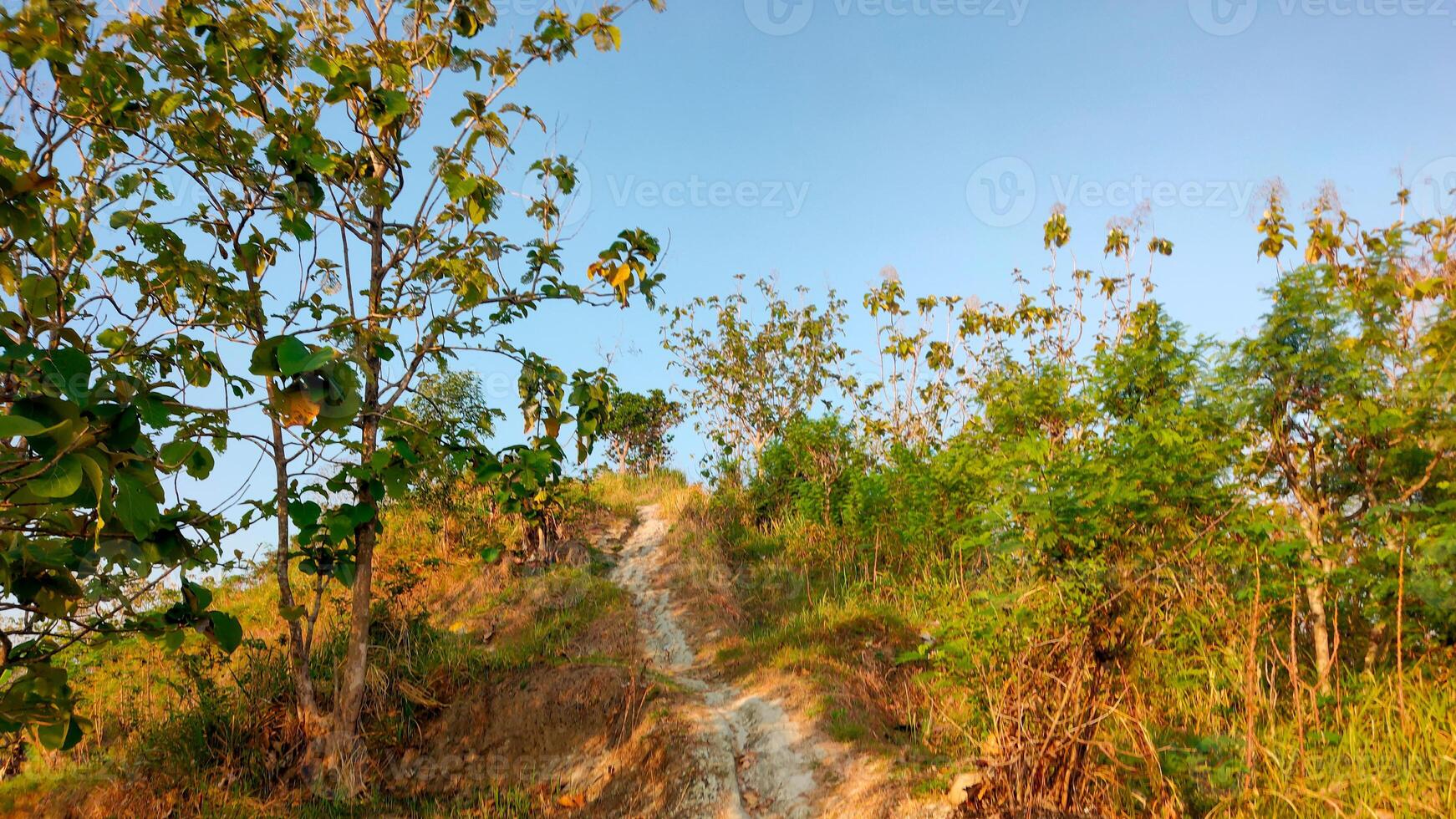 A serene teak forest bathed in warm sunlight. The towering trees create a canopy of dappled shade, with a carpet of fallen leaves covering the forest floor photo