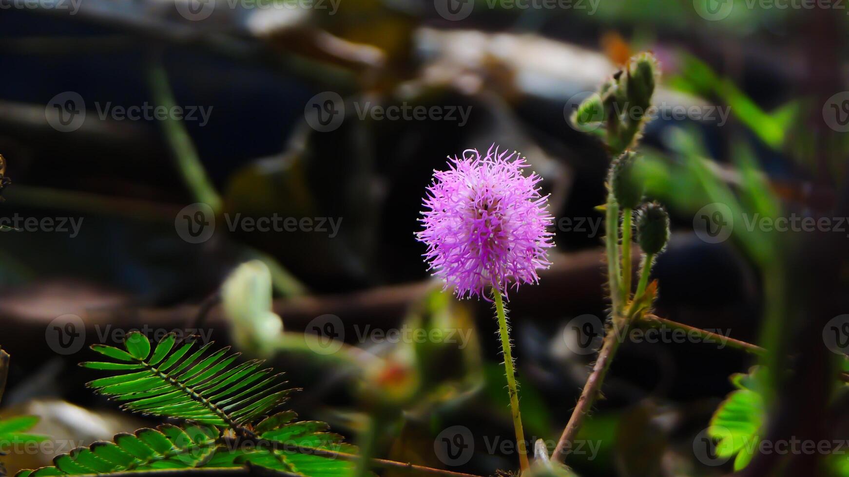 A small purple flower is growing in the grass photo