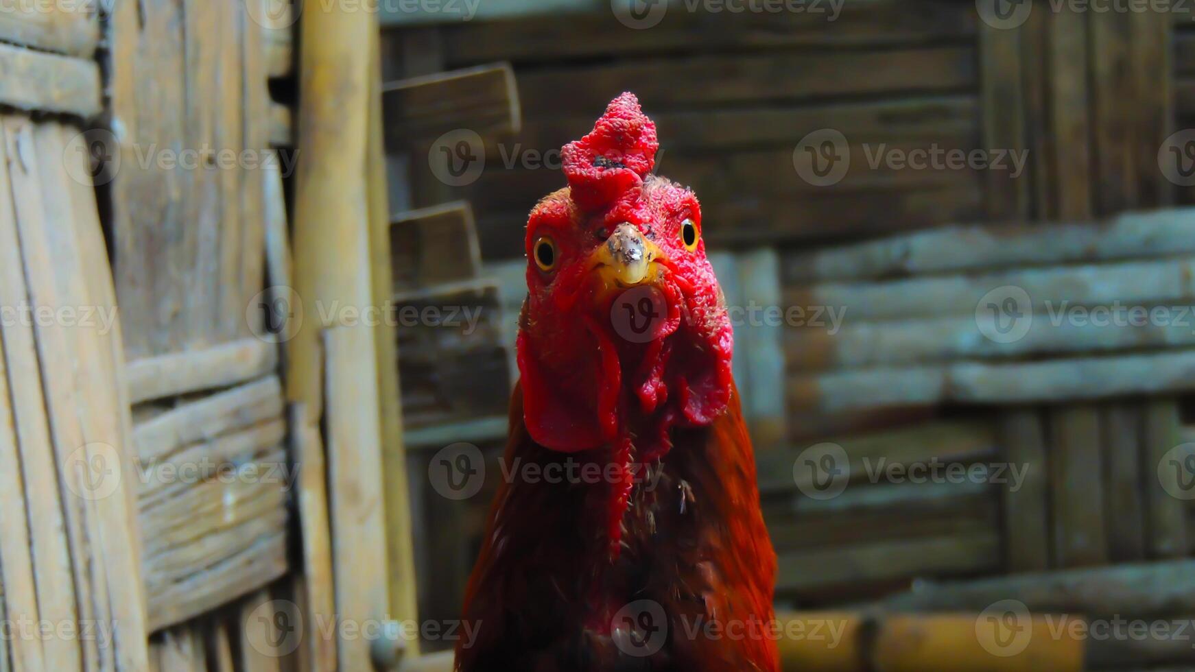 A close up of a rooster with a red head photo