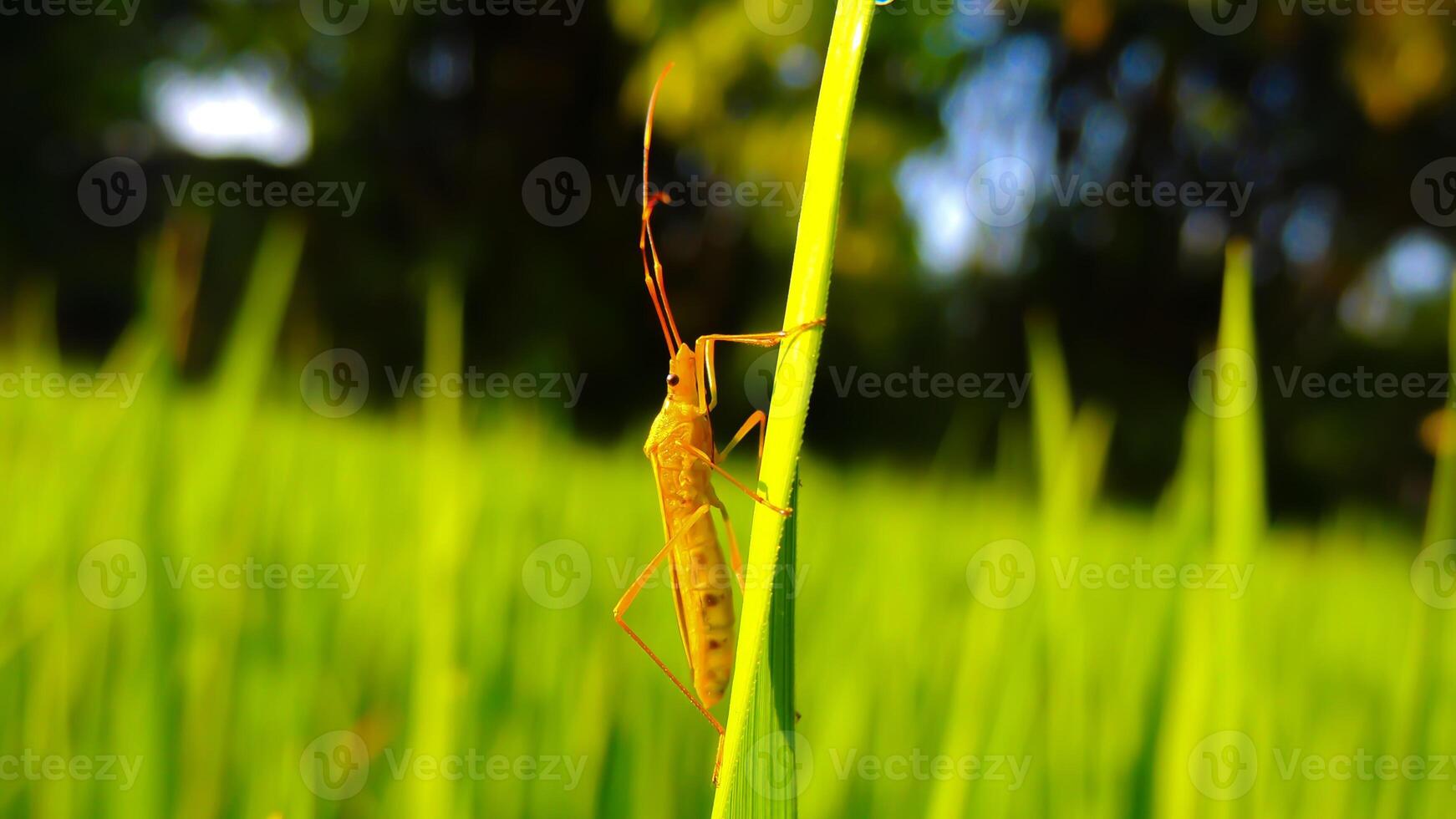 Close-up of a tiny insect on a grass blade, showcasing intricate details in nature photo