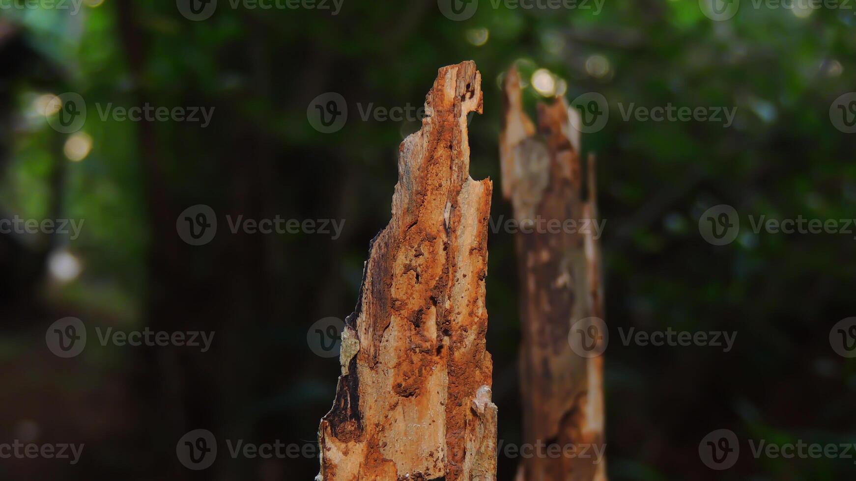 A close up of a tree with a dead tree photo