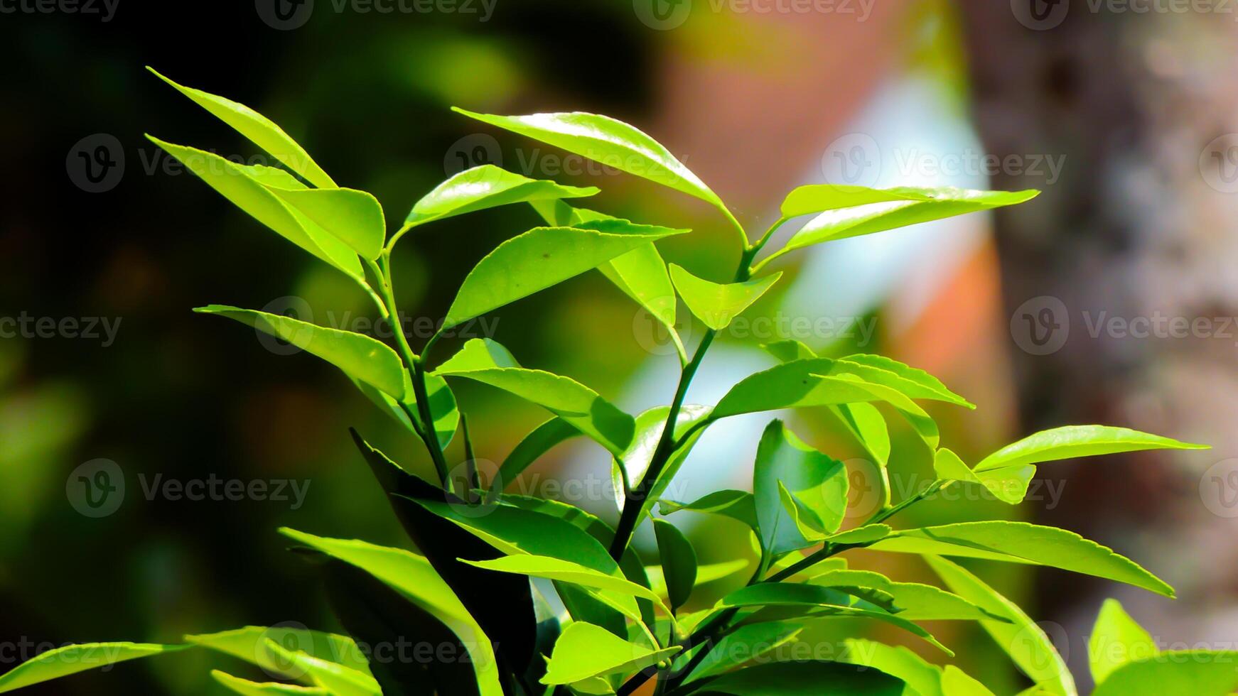 close-up of vibrant green tea leaves under the warm sunlight. The leaves are fresh and dewy, with a soft focus background. Lime leaves photo