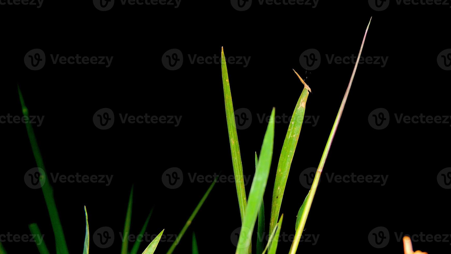 A close up of a flower in a field photo
