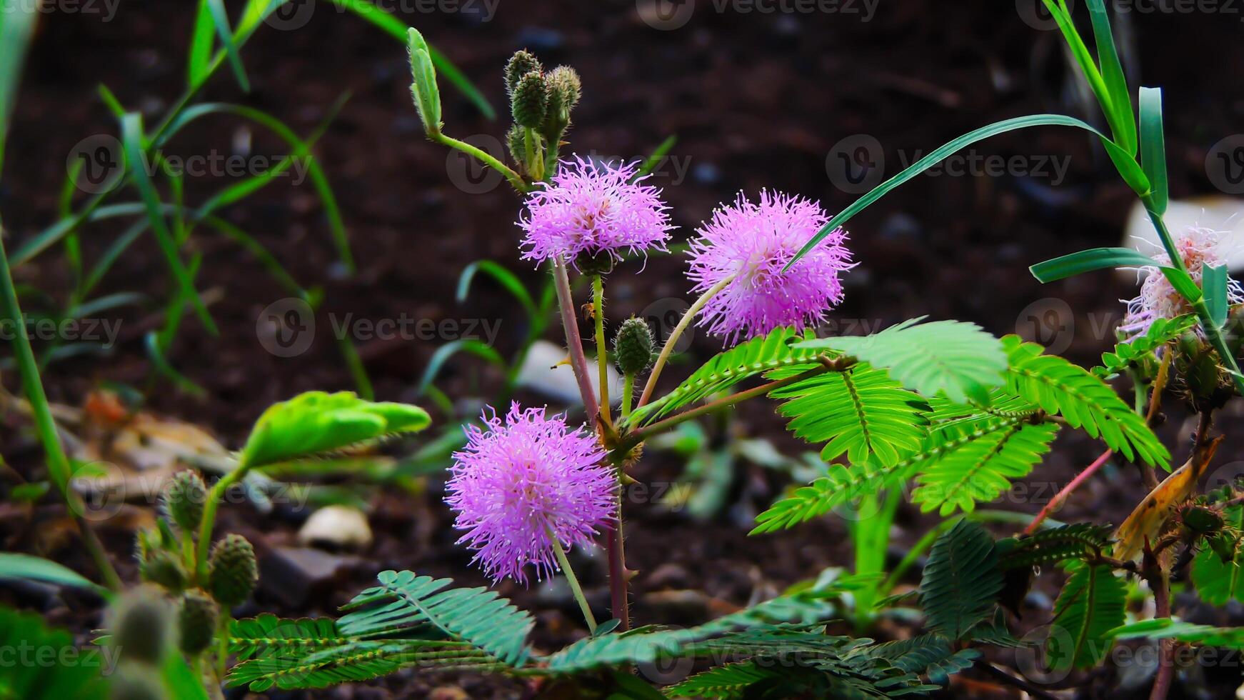 A group of purple flowers growing in the dirt photo
