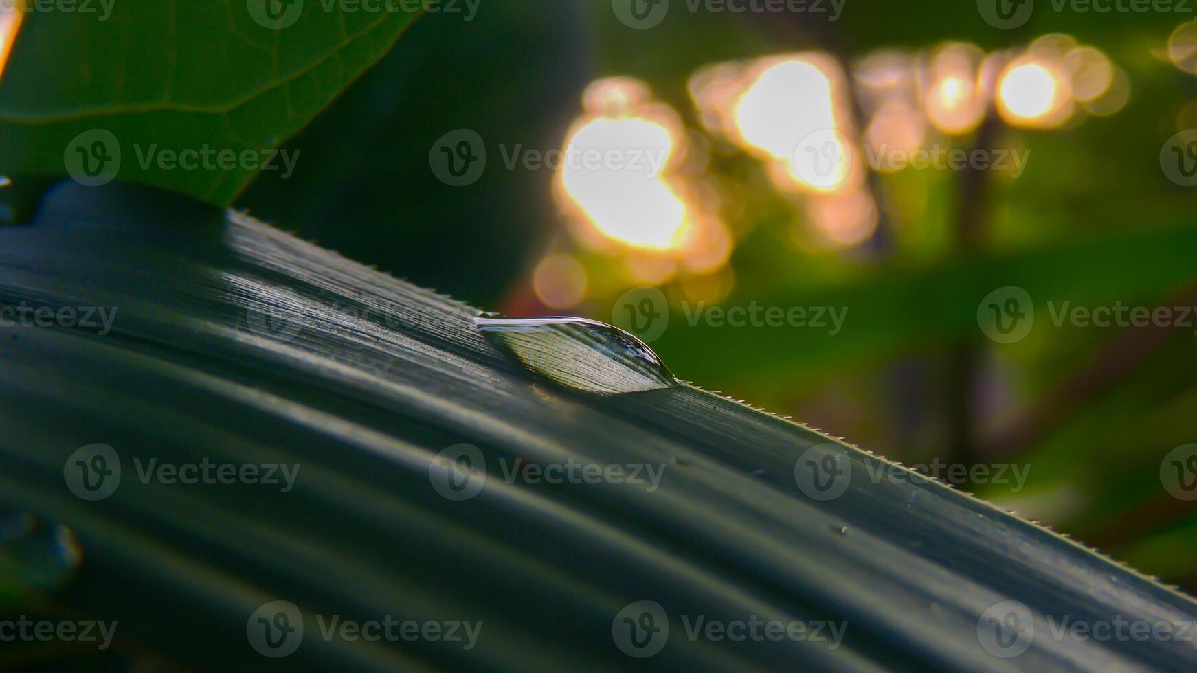 A drop of water on a leaf photo