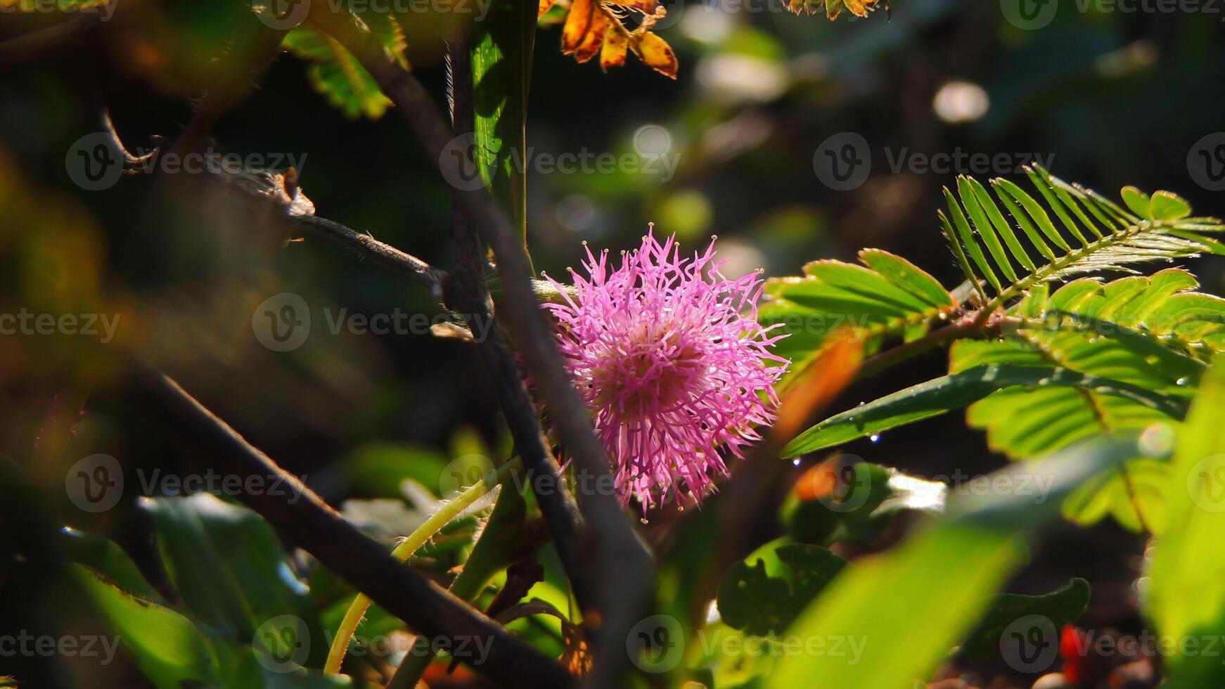 A pink flower is growing in the middle of some green plants photo