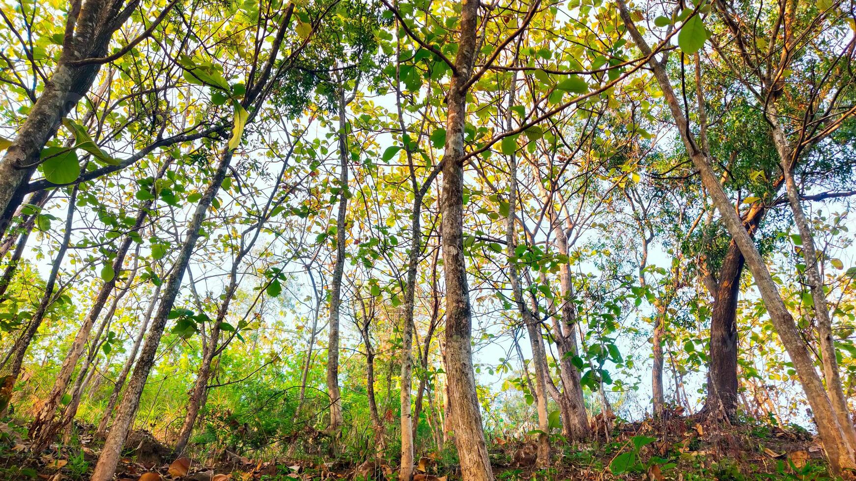 A serene teak forest bathed in warm sunlight. The towering trees create a canopy of dappled shade, with a carpet of fallen leaves covering the forest floor photo
