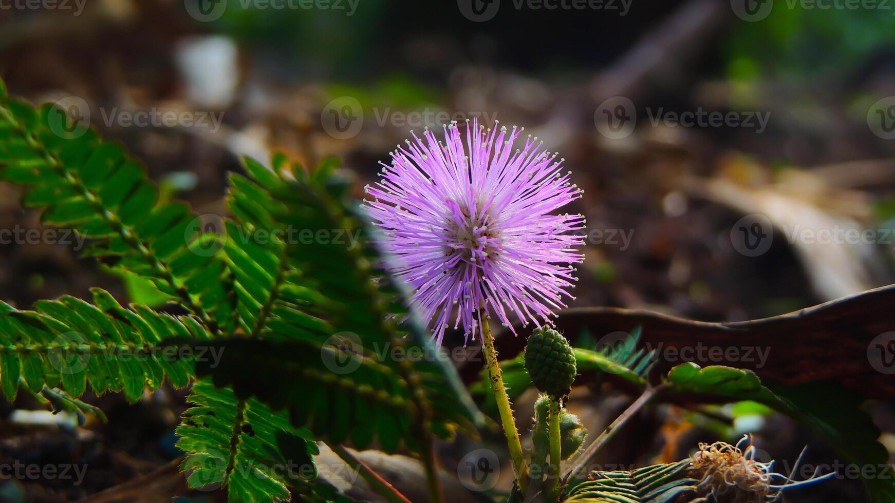 A purple flower growing in the middle of a forest photo