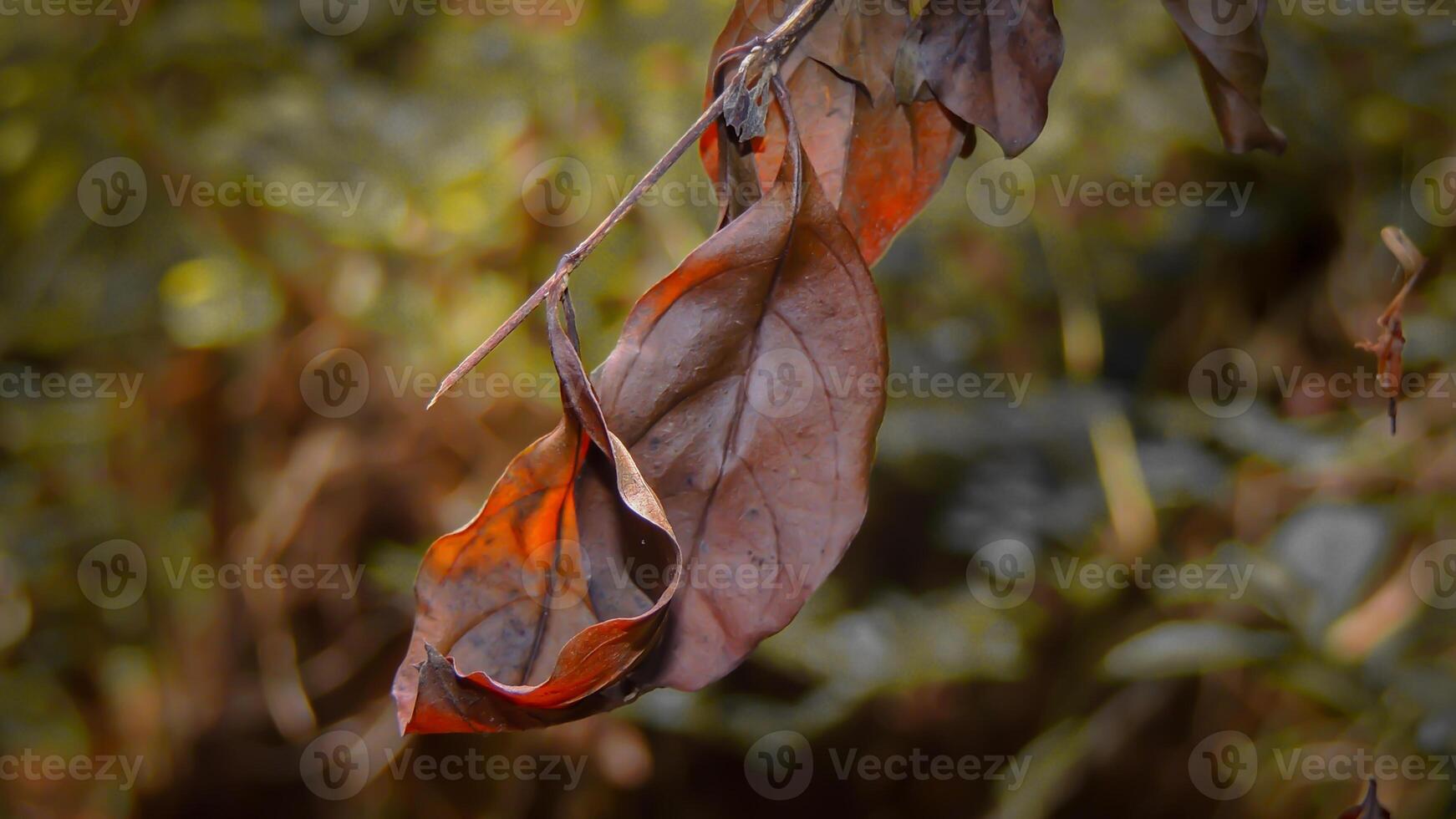 A dead leaf hanging from a tree branch photo