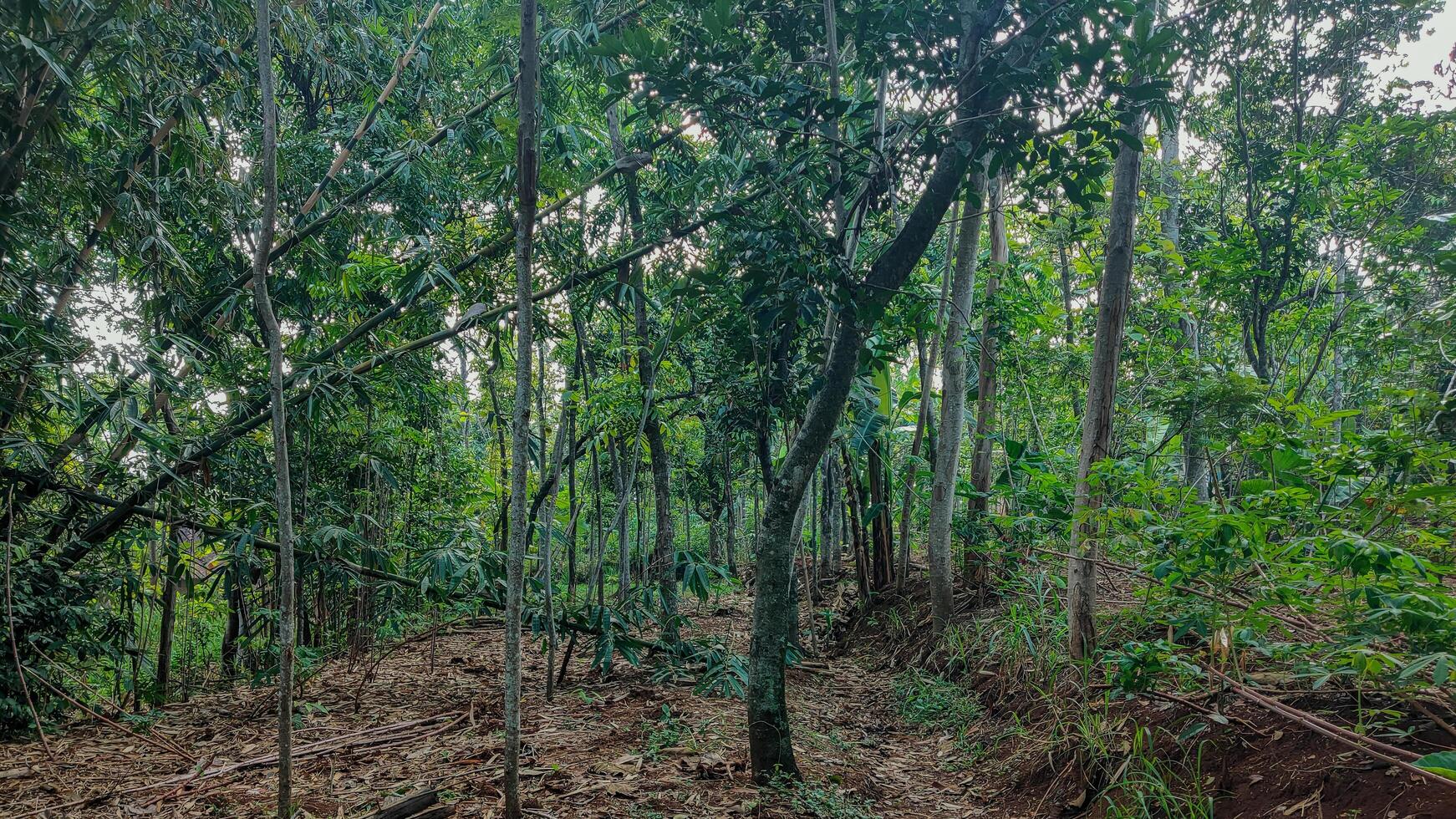 Peaceful Sunlit Forest Penetrating Trees with Lush Green Bushes, Peaceful Forest Landscape, Tree Trunks, and Grass photo